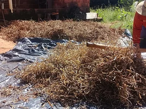 Produção de Orgânicos do Assentamento Chapadinha DF 3