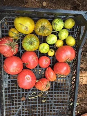 AARDE Permaculture Algérie Ferme