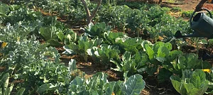Taaru Askan Farm