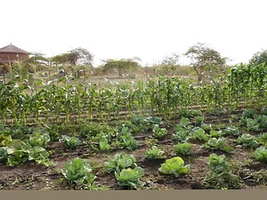 Taaru Askan Farm