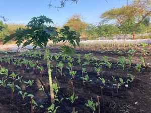 Taaru Askan Farm
