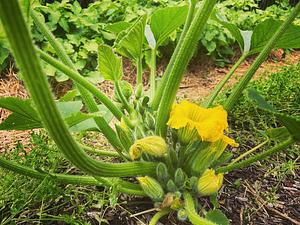 Limestone Permaculture