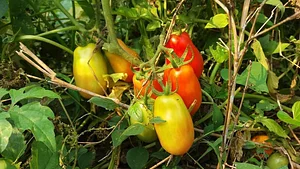 Sahainan Permaculture Organic Farm