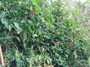Sahainan Permaculture Organic Farm
