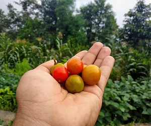 HASERA Permaculture Farm