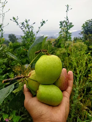 HASERA Permaculture Farm