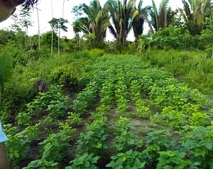 Sistema agroflorestal experimental