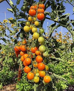 Danyadara Permaculture Farm