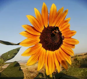 Danyadara Permaculture Farm