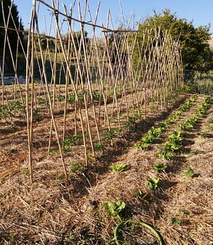 Danyadara Permaculture Farm