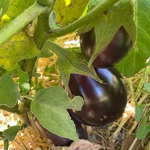 Danyadara Permaculture Farm