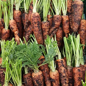 East Neuk Market Garden