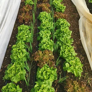 East Neuk Market Garden