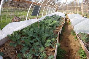 Golden Rocks Permaculture Farm