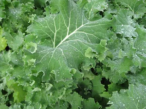 Golden Rocks Permaculture Farm