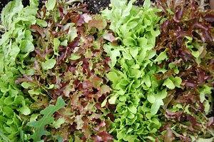 Golden Rocks Permaculture Farm