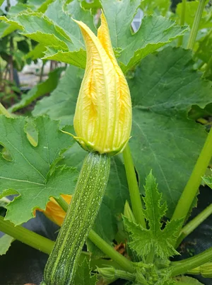Waewae Permaculture