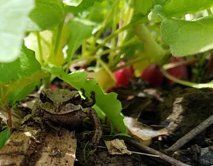 Waewae Permaculture