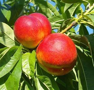 The Food Forest