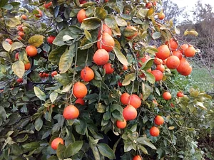 Agroforestry in The Food Forest
