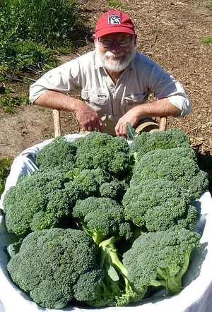 Agroforestry in The Food Forest