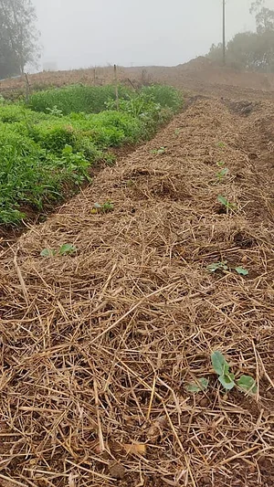 Sistema Agroflorestal da IFC 4