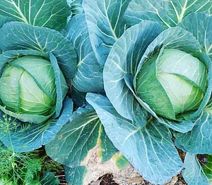 Amrit Kunja Organic Permaculture Farm