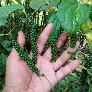 Amrit Kunja Organic Permaculture Farm