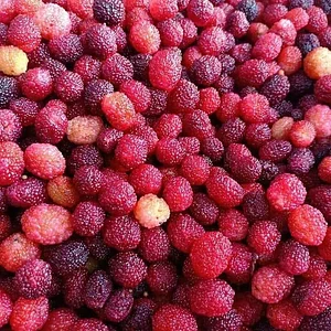 Amrit Kunja Organic Permaculture Farm