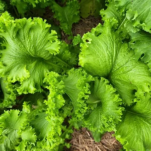 Delaterre Permaculture Farm