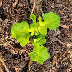 Delaterre Permaculture Farm