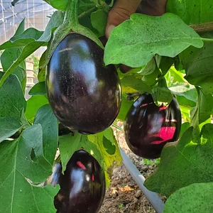 Delaterre Permaculture Farm