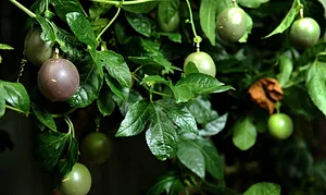 Himgiri Permaculture Farm