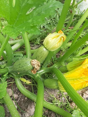 Himgiri Permaculture Farm