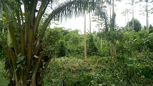 Agroforesterie