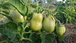 Maraîchage Bio, Permaculture et Agroécologie