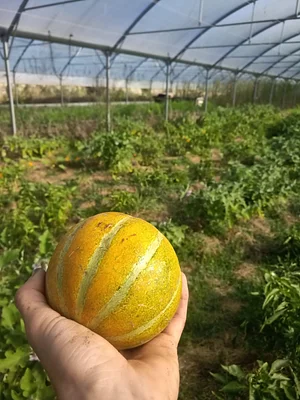 Maraîchage Bio, Permaculture et Agroécologie