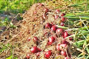 Permaculture Paradise Institute Learning Center