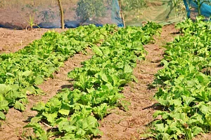Permaculture Paradise Institute Learning Center