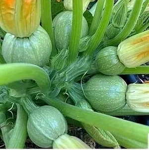 Shagala Organic Permaculture Farm