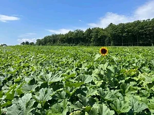Shagala Organic Permaculture Farm
