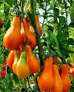 Shagala Organic Permaculture Farm