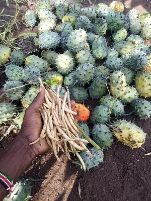 Shagala Organic Permaculture Farm