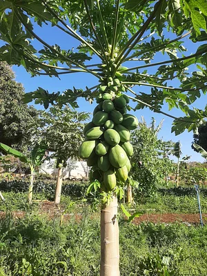 Horta Orgânica Comunitária Girassol