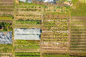 Los Perros Urban Farming