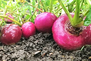 Los Perros Urban Farming