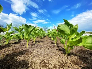 Los Perros Urban Farming