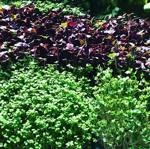 Conscious Earth Permaculture Farm