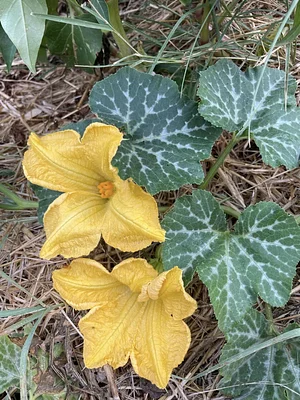 Conscious Earth Permaculture Farm