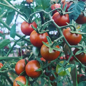 Conscious Earth Permaculture Farm